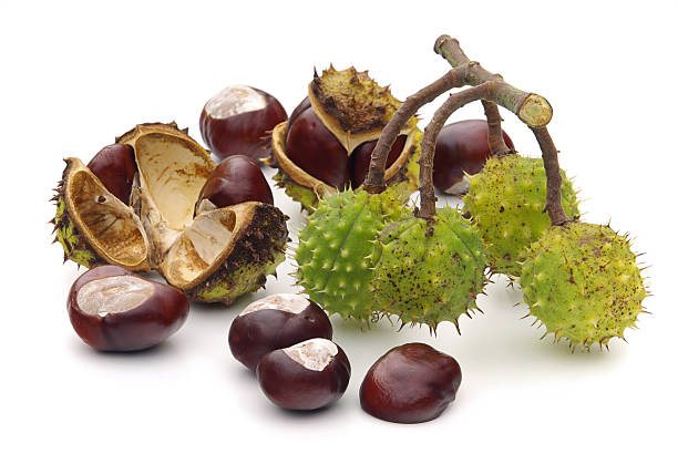 conker  cusp stock pictures, royalty-free photos & images