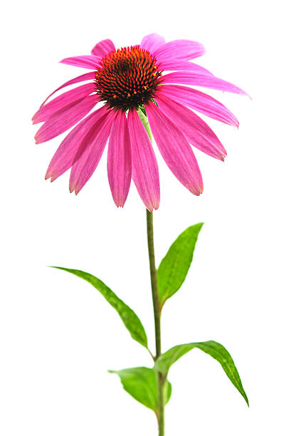 istock Echinacea purpurea plant isolated in white 92278314