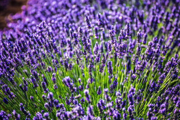 istock Lavender flowers close up 922784568