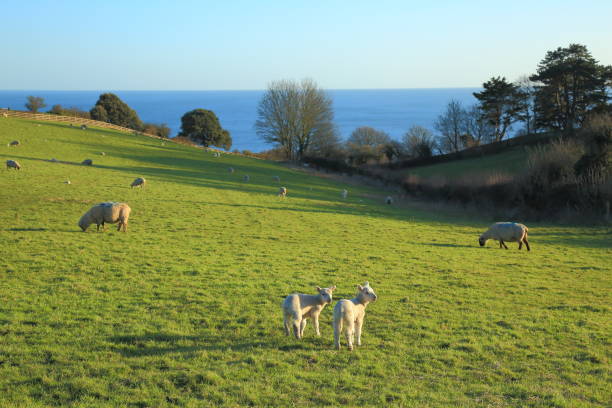 istock Young lambs grazing on farmland 922785616