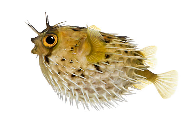 lungo la colonna vertebrale porcupinefish-diodon holocanthus - porcupinefish foto e immagini stock