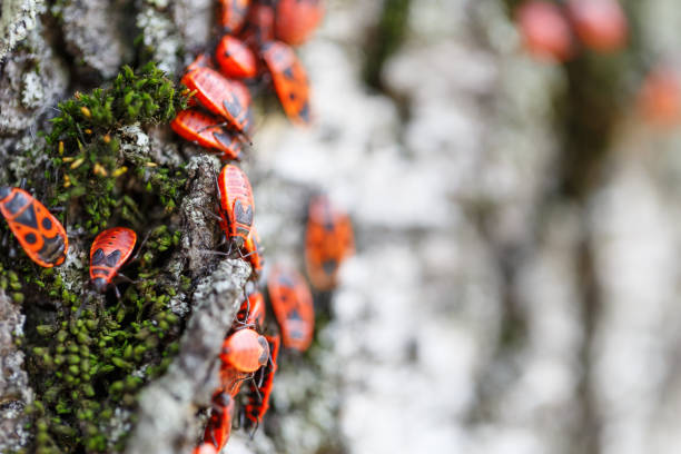 hundreds of red insects on a tree