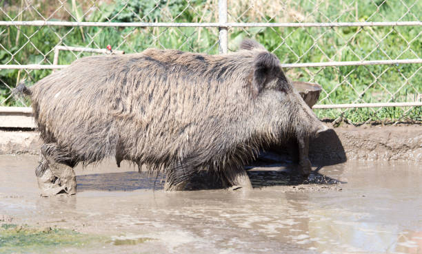 istock wild boar in the mud in the zoo 922786482
