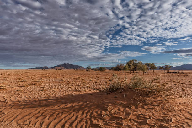 istock Minimalist trees in the desert plain of Namibia, sossusvlei. 922786770