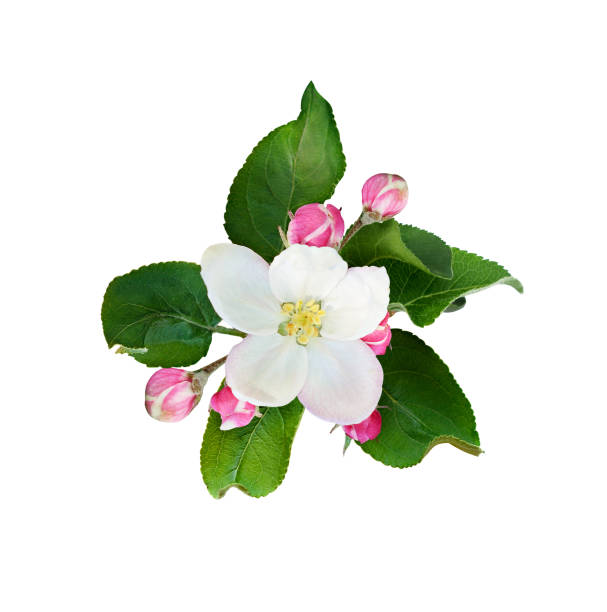 Fresh flower and buds of apple tree isolated on white. Top view. Flat lay.