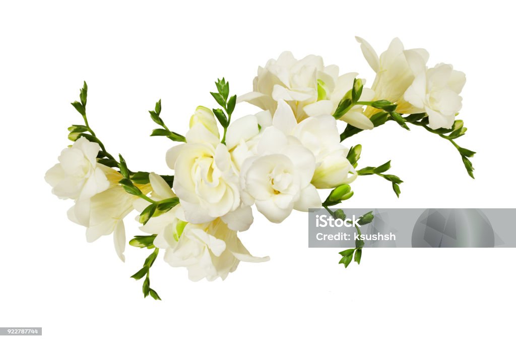 Flores De La Fresia Blanca En Un Arrangment De La Hermosa Foto de stock y  más banco de imágenes de Freesia - iStock