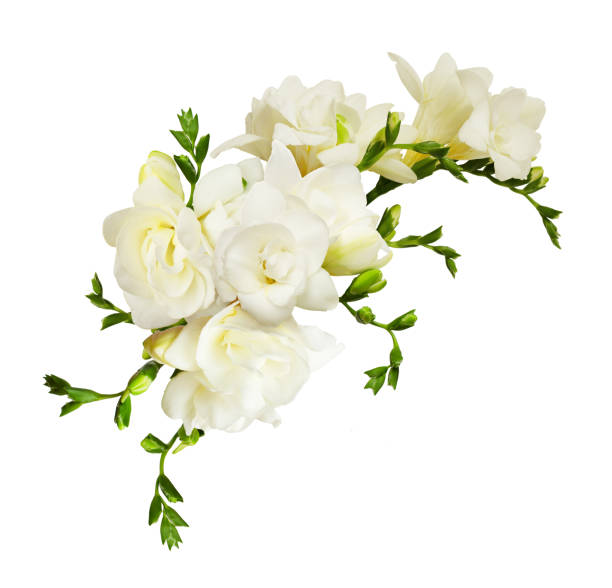 istock White freesia flowers in a beautiful composition 922787760