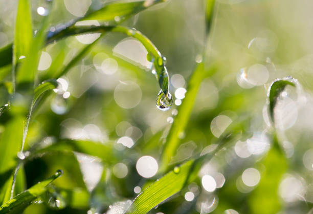 istock drops of dew on the grass in nature 922788510