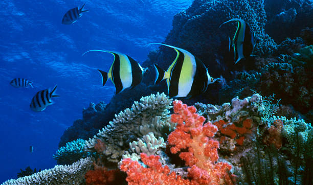 Moorish Idol Reef stock photo