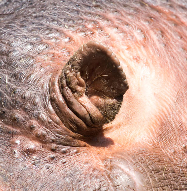 istock ears of a hippo in nature 922788928