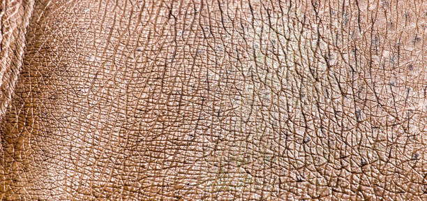istock hippopotamus leather as a background 922789170