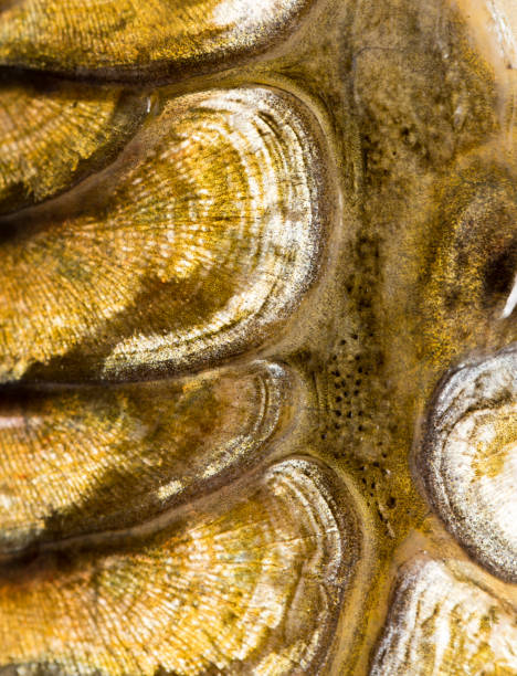 istock scales of a carp as a background. macro 922789408