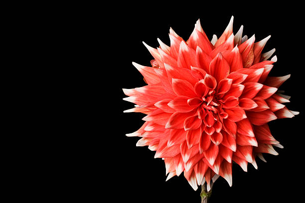 istock Red Waterlily Dahlia on Black background 92278943