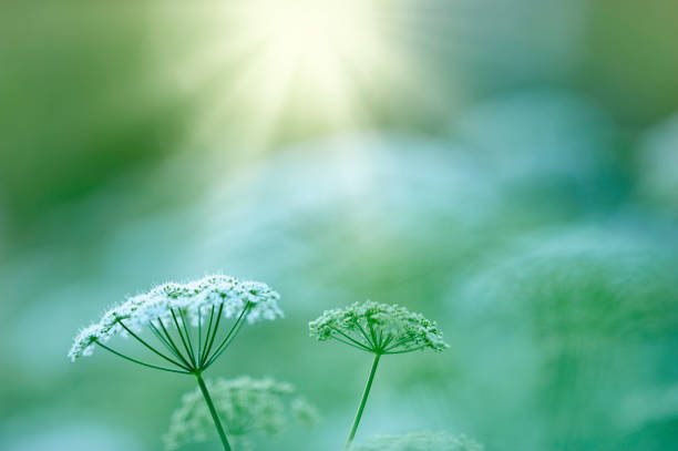 цветущая коровья петрушка на лугу - cow parsley стоковые фото и изображения