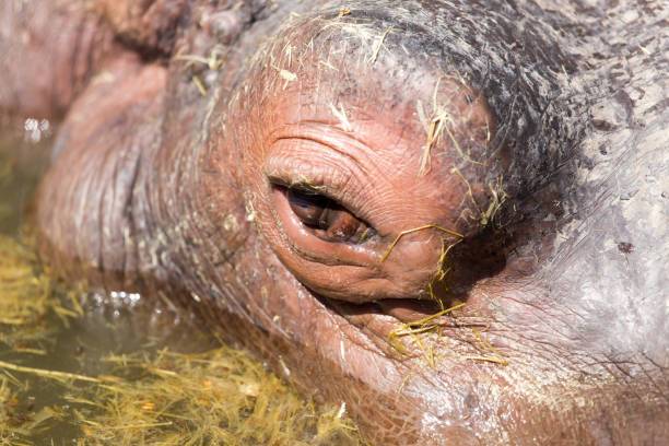 istock eye hippo in nature. macro 922789856