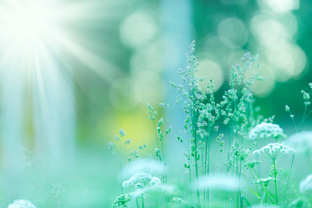 istock Meadow grasses in dreamy summer view 922789958