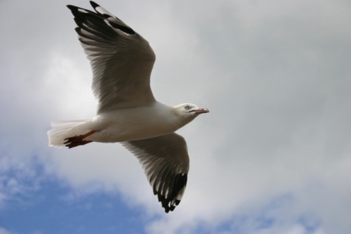 Gananoque on Lake Ontario, a port for The Thousand Islands boat tours.  This is a seagull flying over the stern of a tourboat.