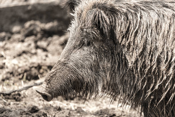 istock wild boar in a park on the nature 922790660