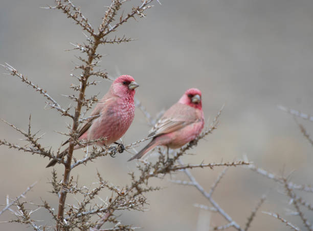 istock Great Rose Finch 922790692