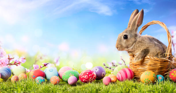 Little Bunny In Basket With Decorated Eggs - Easter Card Bunny In Grass In Sunny Landscape rabbit animal photos stock pictures, royalty-free photos & images