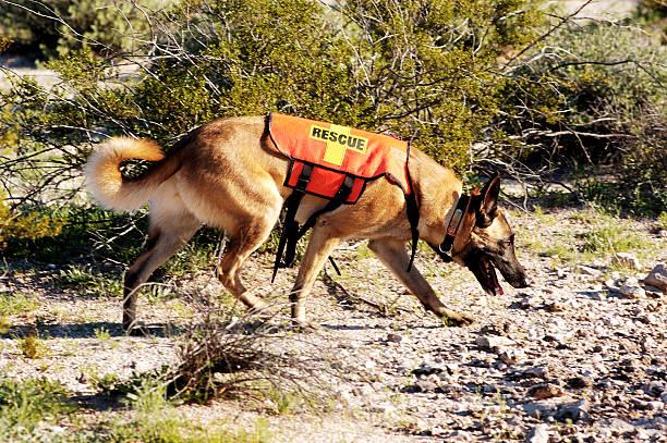 A search dog looking for a trail Search and rescue canine unit at work in the desert. search and rescue dog photos stock pictures, royalty-free photos & images