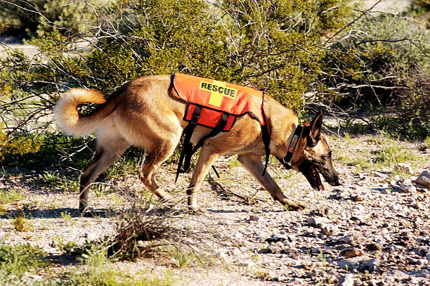 cão de busca - arizona desert photography color image - fotografias e filmes do acervo