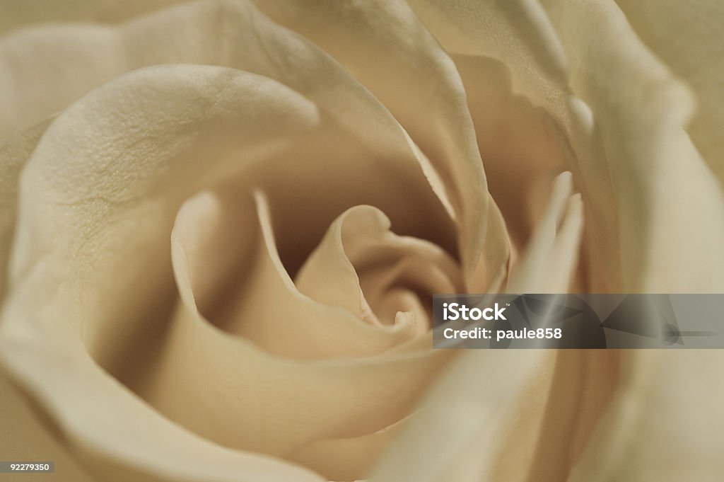 Rose - Foto stock royalty-free di Amore