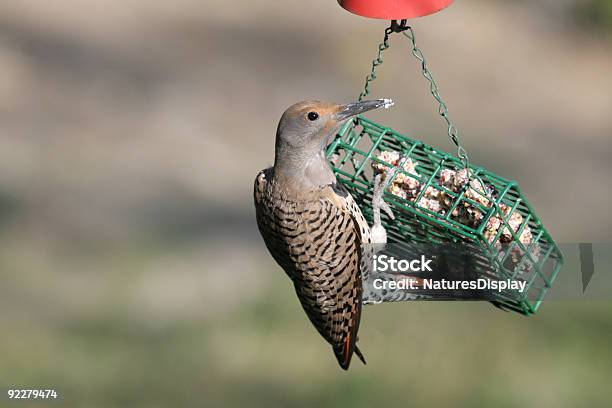 Northern Flicker Stock Photo - Download Image Now - Animal Wildlife, Animals In The Wild, Beak