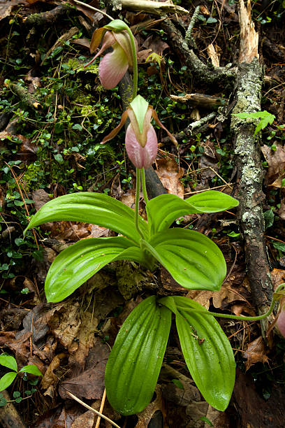 istock Pink Ladys-Slipper, Great Smoky Mtns 92279609