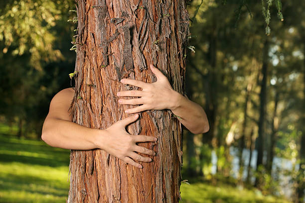 zapisz drzewa - homegrown produce environment green forest zdjęcia i obrazy z banku zdjęć