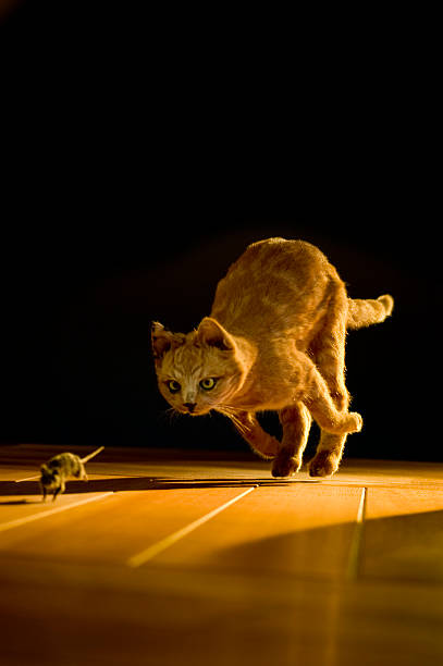 Orange Cat chasing a mouse on a hardwood floor stock photo