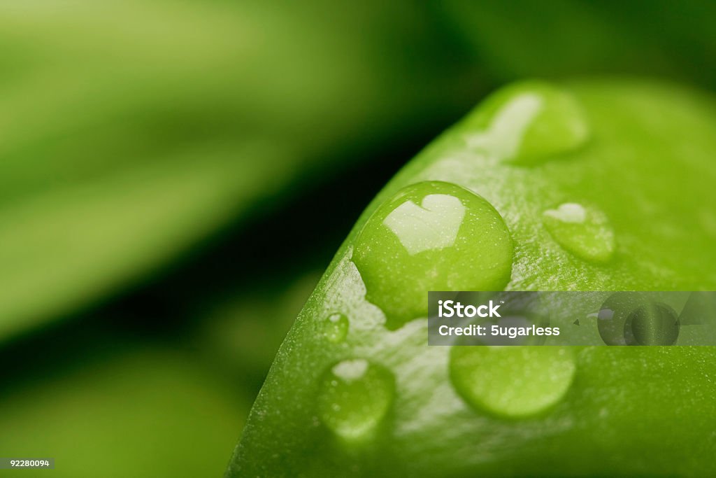 Gota de agua sobre una hoja con fondo Desenfocado - Foto de stock de Aire libre libre de derechos