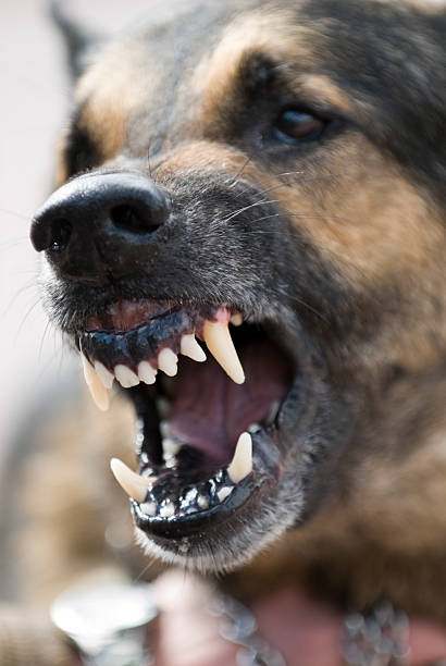 Furioso cane - foto stock