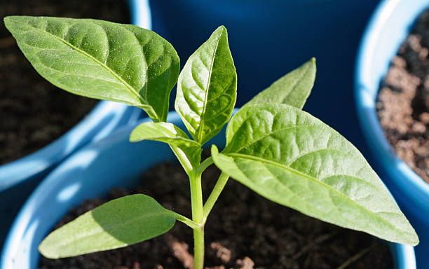 istock Seedling of pepper in the sunlight 92280273