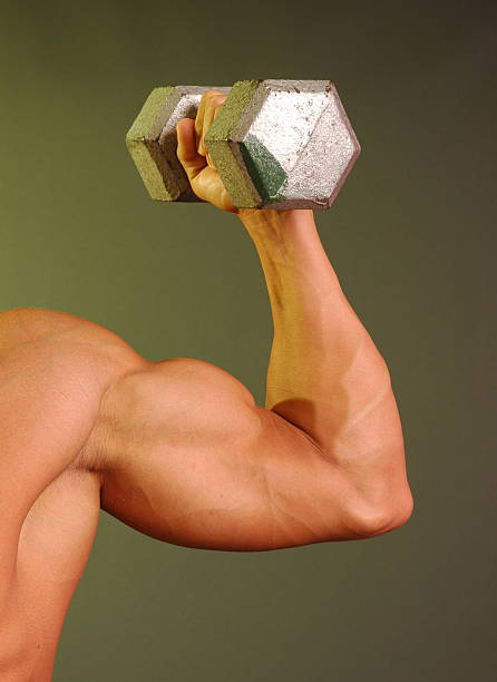 muscled arm holding twenty pound weight stock photo