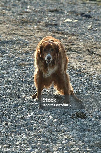 Not Now Stock Photo - Download Image Now - Dog, Animal Dung, Beach