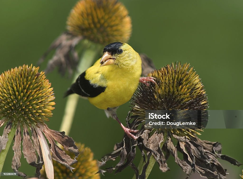 American Goldfinch  Coneflower Stock Photo