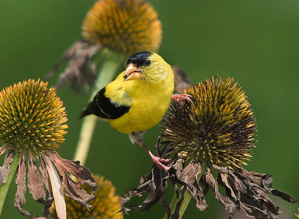 American Goldfinch  gold finch photos stock pictures, royalty-free photos & images