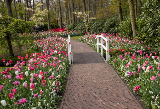 istock romantic path in the park between blooming colorful tulips 922804214