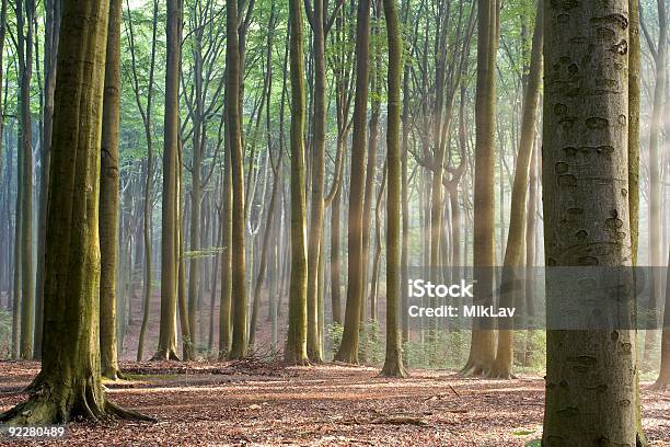 Through The Trees Hazy Forest Morning Stock Photo - Download Image Now - Autumn, Autumn Leaf Color, Backgrounds