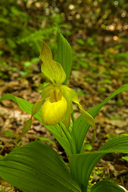 żółty lady's-slipper, sprężynę, great smoky mtns np - ladyslipper zdjęcia i obrazy z banku zdjęć