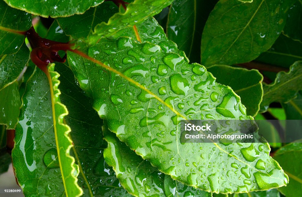 Hojas con las gotas de lluvia de la bahía - Foto de stock de Hoja de Laurel libre de derechos