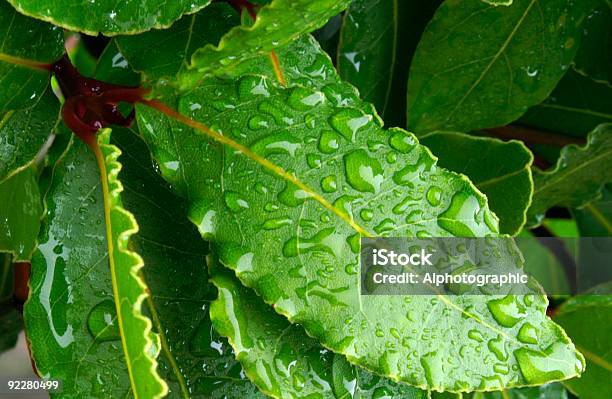 Hojas Con Las Gotas De Lluvia De La Bahía Foto de stock y más banco de imágenes de Hoja de Laurel - Hoja de Laurel, Agua, Aburrimiento