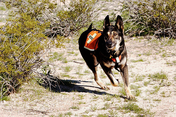 Search Dog  search and rescue dog photos stock pictures, royalty-free photos & images