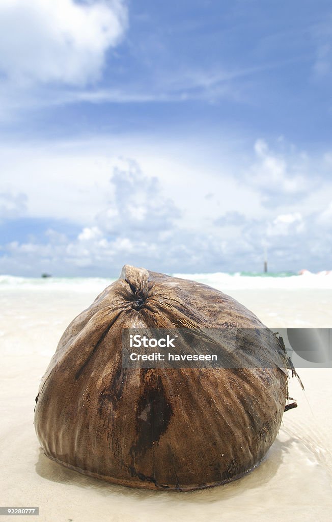 COCCO sulla spiaggia - Foto stock royalty-free di Acqua