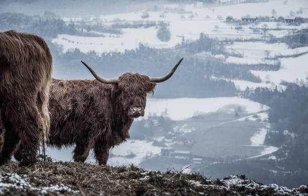 istock Wintertime in the mountains 922809844