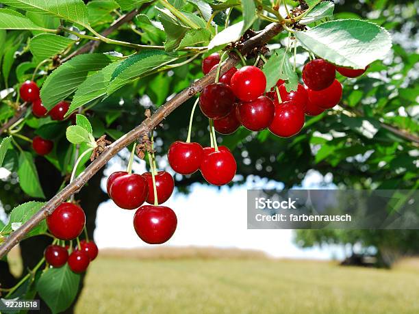 Appetizing Cherries Stock Photo - Download Image Now - Agricultural Field, Agriculture, Berry