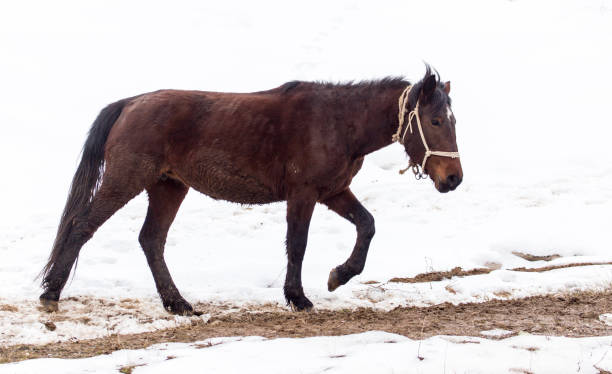istock horse on nature in winter 922815456