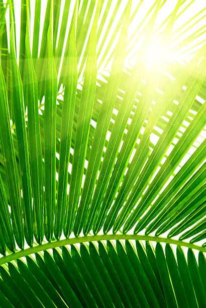 istock leaves of palm and morning light 92281556