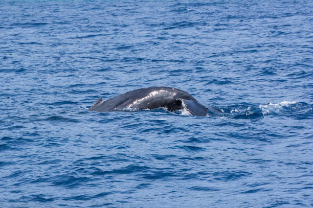 istock Whale watching,Humpback whales,okinawa 922815892